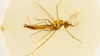 Oldest mosquito fossil comes with a bloodsucking surprise