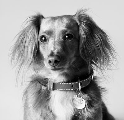 Hedi Slimane creates second Celine dog collection to outfit and amuse your pet