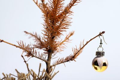 5 Ways to Revive a Dying Christmas Tree – 'All It Needs is a Little Bit of TLC,' Say Experts