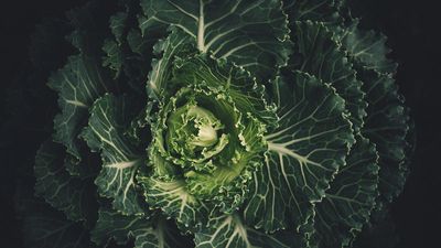 The unusual cabbage mutation that could boost crop yield | Explained