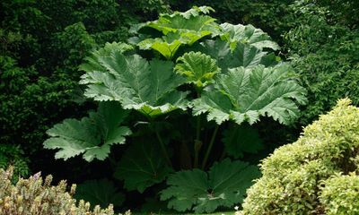 UK bans giant rhubarb after study finds popular garden plant is invasive species