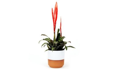 Houseplant of the Week: flaming sword