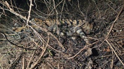 Carcasses of tiger, cub found in Gundlupet, south Karnataka, poisoning suspected