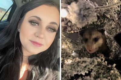 “I’m Freaking Out Right Now”: Wild Possum Spotted Hanging From Woman’s Artificial Christmas Tree