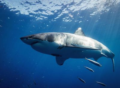 Residents of Scottish town stunned by accidental Great White Shark alert