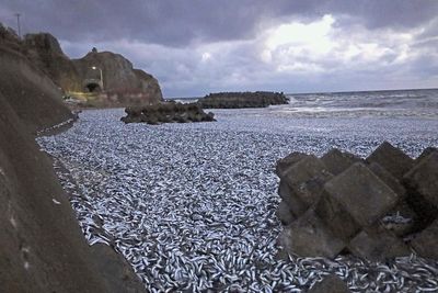 Thousands of tons of dead sardines wash ashore in northern Japan