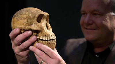 Controversial claims about extinct humans are stirring up evolution research