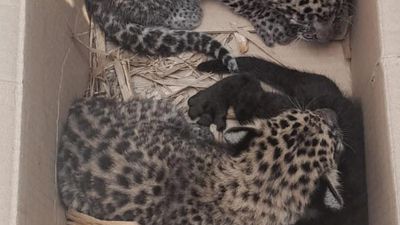 Efforts on to reunite leopard cubs