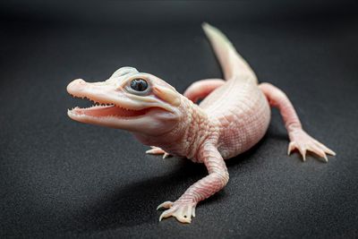 Exceptionally rare white alligator born at Florida park