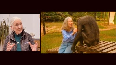 Meeting Dr Jane Goodall: A global champion for the environment