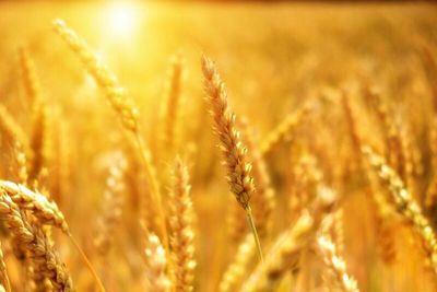 Will Wheat Prices Continue to Rally?