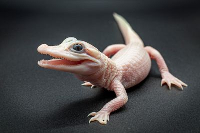 Extremely rare white leucistic alligator is born at a Florida reptile park