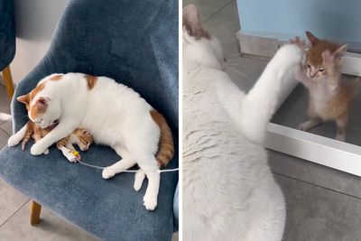 After Vet Rescued Rico As A Kitten, He’s Been Paying It Back By Taking Care Of Patients