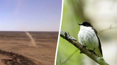 Over 200 Migratory Bird Species Endangered By Extreme Weather