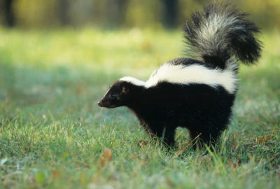 What a stinking mess! Pet skunks spark rabies scare in Michigan