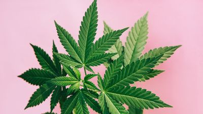 Governors Urge Biden To Reschedule Cannabis: This Week In Cannabis Investing