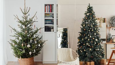 7 tips for first-time Christmas tree buyers