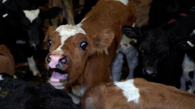 Alleged animal cruelty could prompt abattoir suspension
