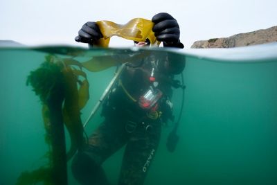 From urchin crushing to lab-grown kelp, efforts to save California's kelp forests show promise
