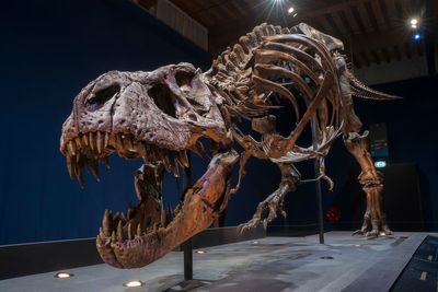 Fossil of tyrannosaur from 75 million years ago reveals its final meal