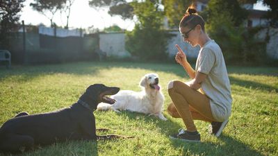 Is your dog losing interest in training? Try this trainer's simple tip to boost their motivation