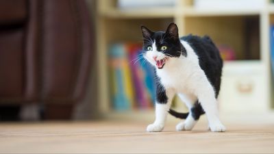 Here’s what to do when your cat hisses at you, according to an expert