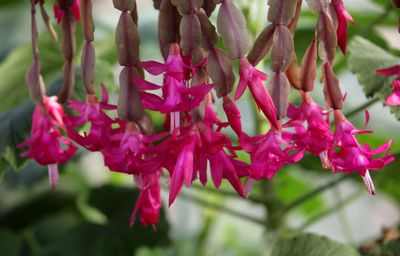 How to Fix a Limp Christmas Cactus For Bright and Flourishing Festive Foliage