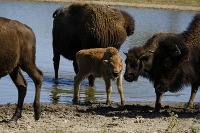 With bison herds and ancestral seeds, Indigenous communities embrace food sovereignty