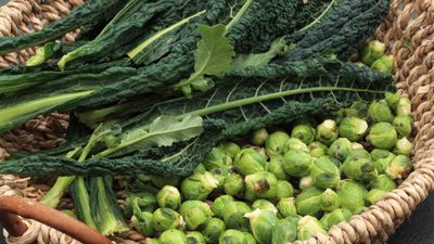 8 vegetables to harvest in December for delicious and hearty winter meals