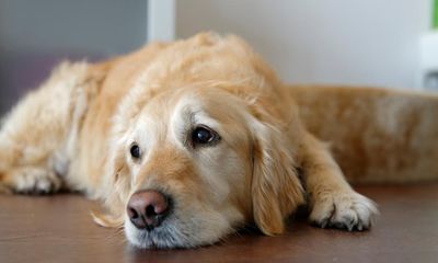 What is the mysterious respiratory illness affecting dogs in the US?