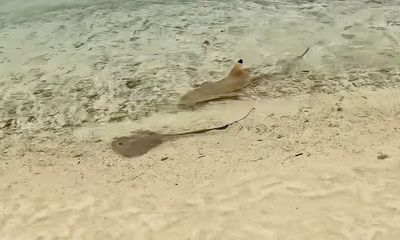 Reef sharks ‘mob-hunt’ stingray in wild scene caught on video