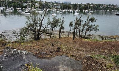 ‘It’s all about entitlement. Simple’: the rampant acts of tree vandalism on Australia’s foreshores