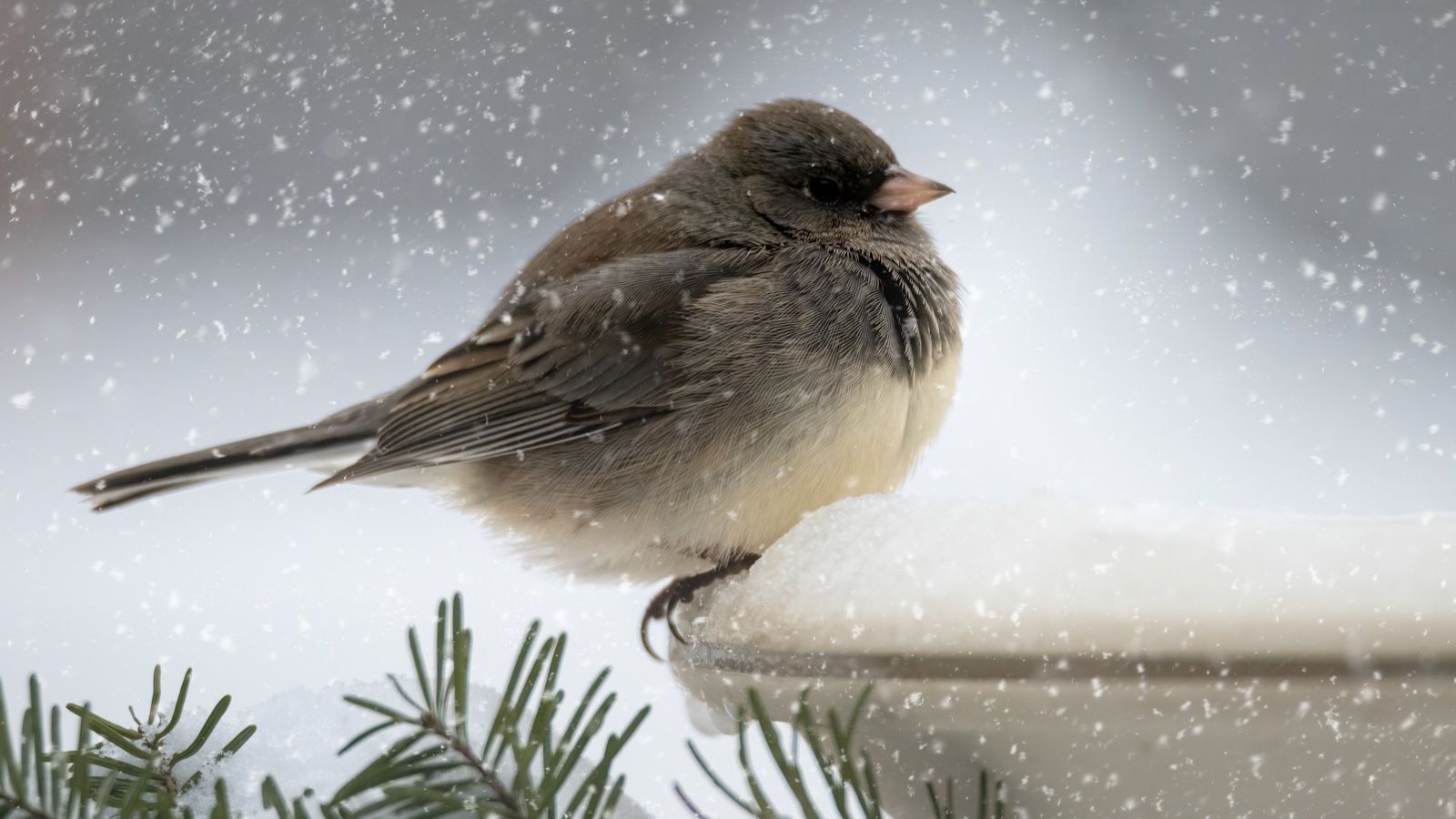 How to help garden birds in winter – 7 ideas for…
