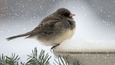 How to help garden birds in winter – 7 ideas for providing shelter and food