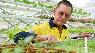 Christmas Island hydroponic farm dishes up fresh greens