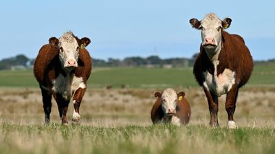 Australia leads research push on livestock emissions