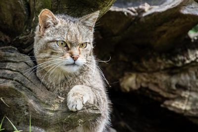 ‘Like unscrambling an egg’: scientists alter DNA to save Scottish wildcats