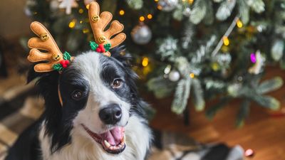 Trainer reveals how to keep your dog calm and happy this holiday season