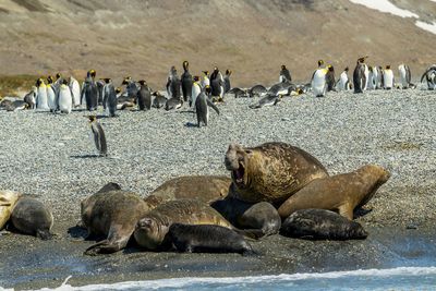 Flu kills hundreds of elephant seals