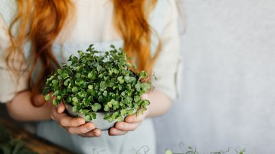 Best microgreens to grow indoors: 11 easy crops to try