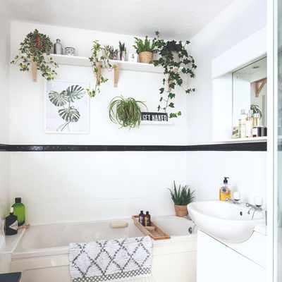 7 bathroom plants that absorb moisture – to help prevent mould, damp and condensation