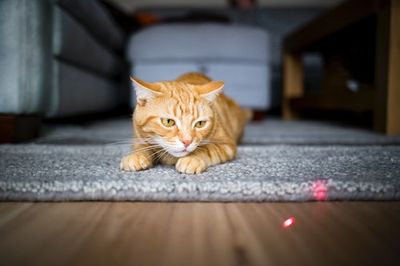 Are Laser Pointers Bad For Cat’s Mental Health? A Vet Reveals the Truth