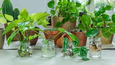 5 houseplants you can propagate easily – and how to do it