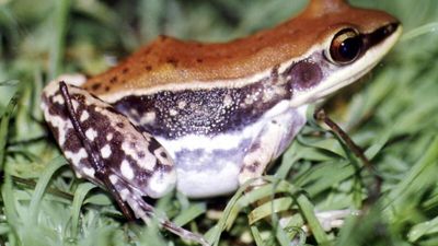 Protein from Budgett’s frog can block enzymes of disease-causing pathogens: Study