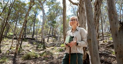 Do koalas live in the ACT? Ecologists are on a mission to find out