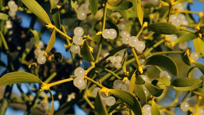 How to grow mistletoe at home using berries – and cultivate your own festive decor