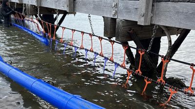 Shark barrier on Perth's Swan River after girl's death