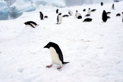AP PHOTOS: On Antarctica's ice and in its seas, penguins in a warming world