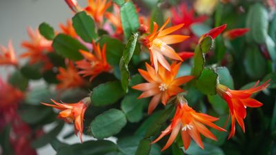 Should I keep my Christmas cactus in the dark? Our houseplant expert weighs in