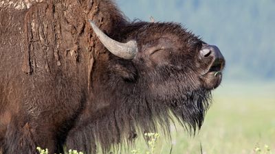 Unlucky tourist regrets harassing giant bison at Yellowstone